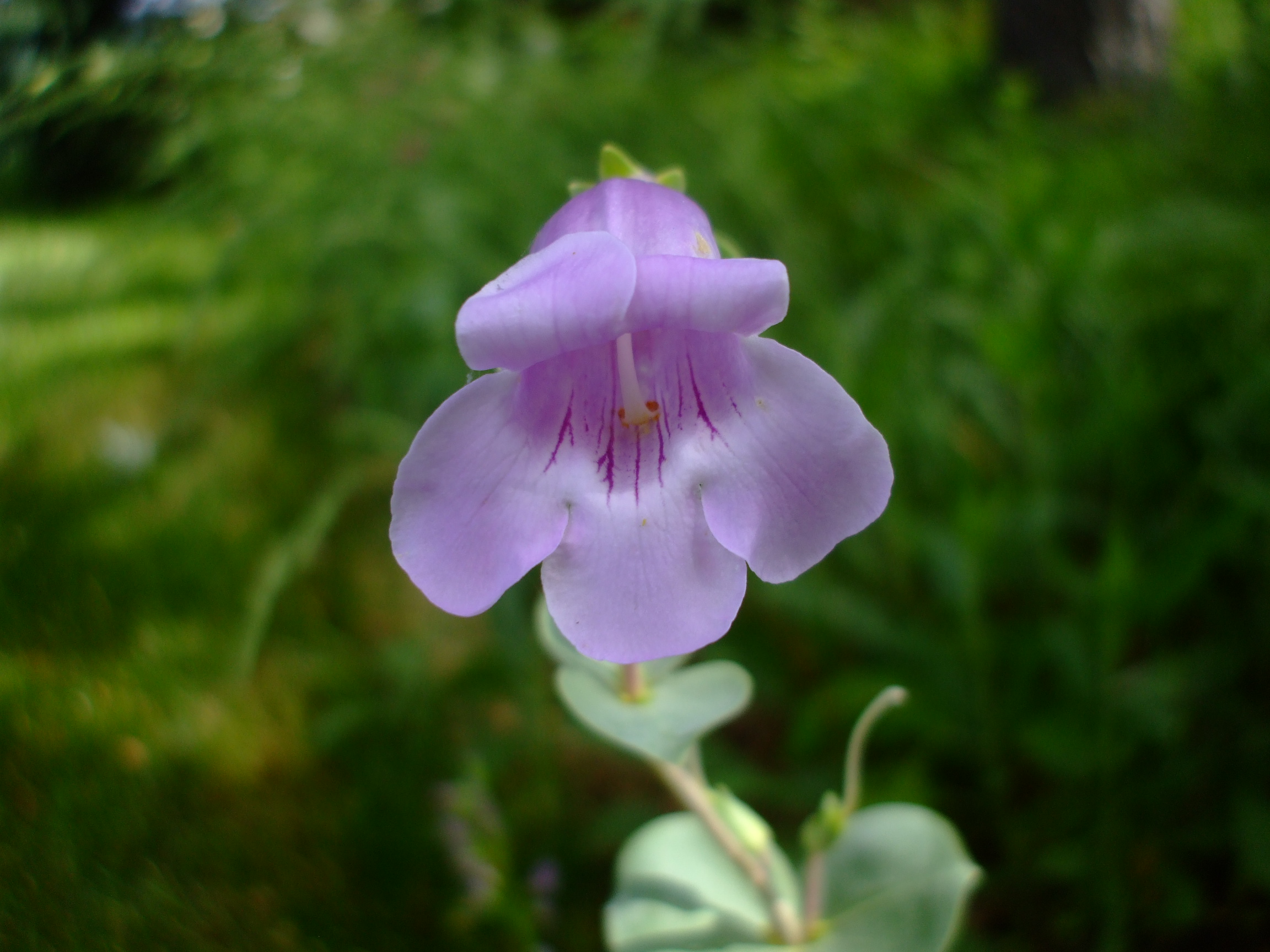 Penstemon grandiflorus
